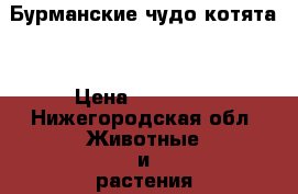 Бурманские чудо котята. › Цена ­ 25 000 - Нижегородская обл. Животные и растения » Кошки   